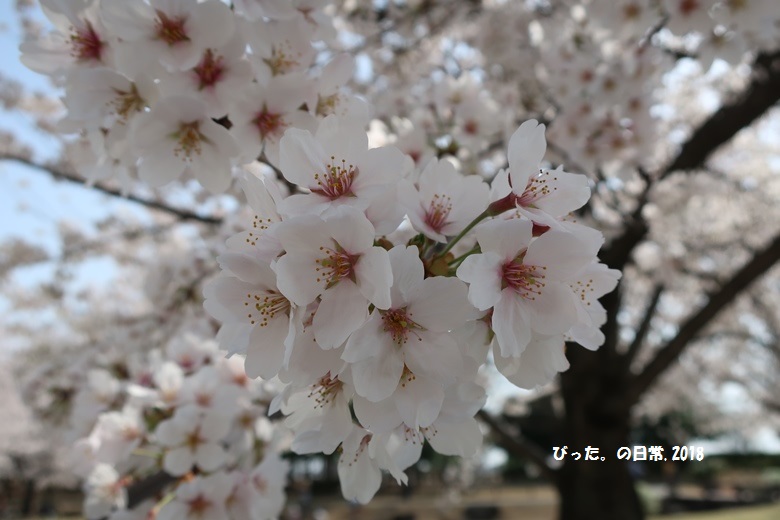 ohanami，桜の花，お花見，古代蓮の里